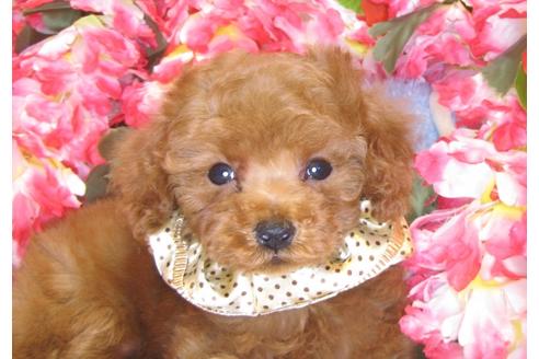 成約済の茨城県のトイプードル-43110の4枚目