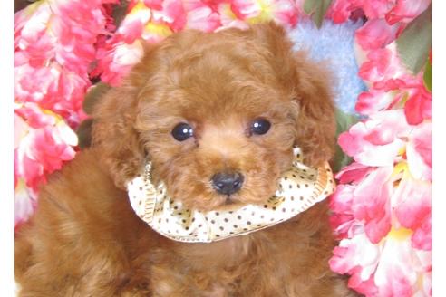 成約済の茨城県のトイプードル-43110の1枚目