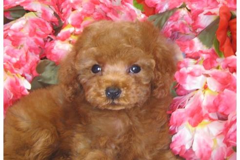 成約済の茨城県のトイプードル-43110の2枚目