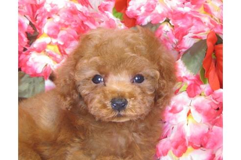 成約済の茨城県のトイプードル-43110の3枚目