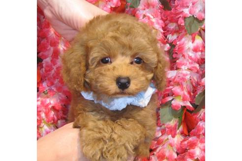 成約済の茨城県のトイプードル-43111の1枚目