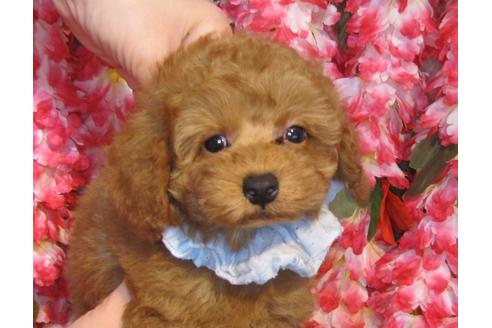 成約済の茨城県のトイプードル-43111の2枚目