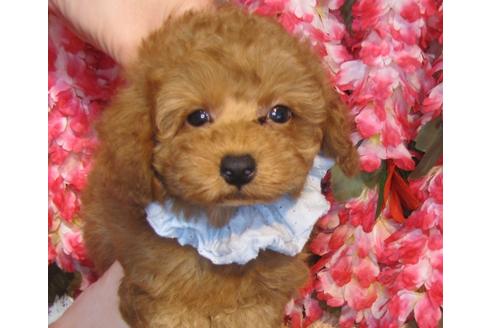 成約済の茨城県のトイプードル-43111の3枚目