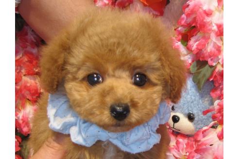 成約済の茨城県のトイプードル-43112の4枚目