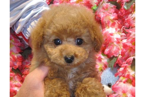 成約済の茨城県のトイプードル-43112の1枚目