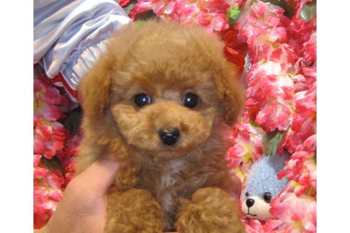 成約済の茨城県のトイプードル-43112の2枚目