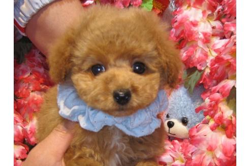 成約済の茨城県のトイプードル-43112の3枚目