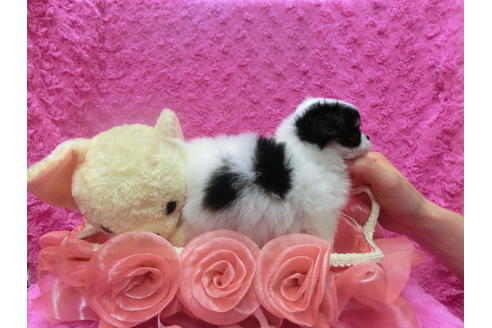 成約済の京都府のチワワ(ロングコート)-43116の2枚目