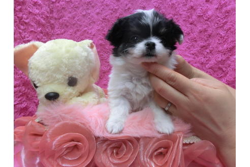 成約済の京都府のチワワ(ロングコート)-43121の3枚目