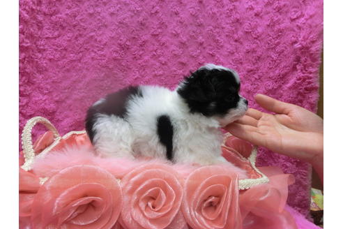 成約済の京都府のチワワ(ロングコート)-43121の2枚目