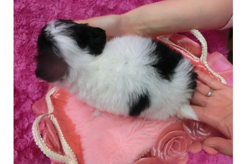 成約済の京都府のチワワ(ロングコート)-43121の1枚目