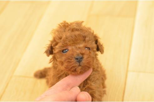 成約済の埼玉県のトイプードル-41689の3枚目