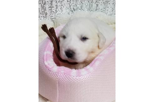 成約済の福岡県のグレートピレニーズ-43150の2枚目
