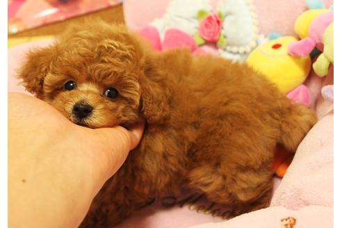 成約済の宮城県のティーカッププードル-42790の4枚目