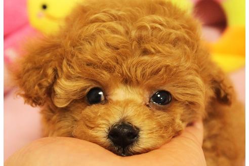 成約済の宮城県のティーカッププードル-42790の3枚目