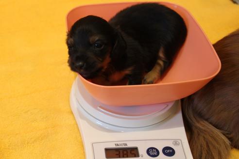 成約済の愛知県のカニンヘンダックスフンド(ロングヘアード)-42430の4枚目