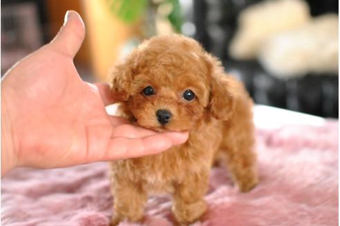 成約済の茨城県のトイプードル-43176の3枚目