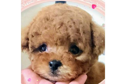 成約済の鹿児島県のティーカッププードル-41876の1枚目