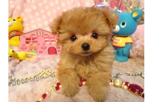 成約済の静岡県のミックス犬-43195の5枚目