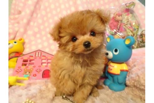 成約済の静岡県のミックス犬-43195の1枚目