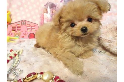 成約済の静岡県のミックス犬-43195の2枚目