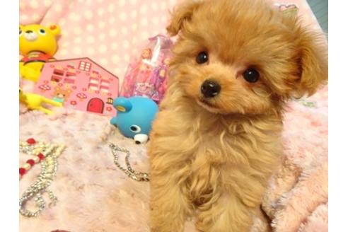 成約済の静岡県のミックス犬-43195の3枚目