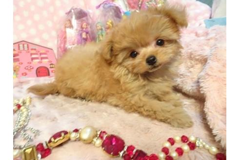 成約済の静岡県のミックス犬-43195の4枚目