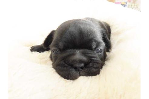 成約済の福岡県のフレンチブルドッグ-42016の1枚目