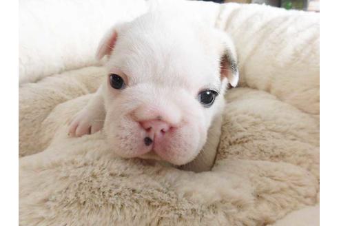 成約済の福岡県のフレンチブルドッグ-42015の1枚目