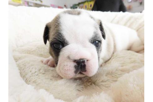 成約済の福岡県のフレンチブルドッグ-42014の1枚目