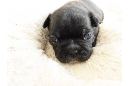 成約済の福岡県のフレンチブルドッグ-42017の1枚目