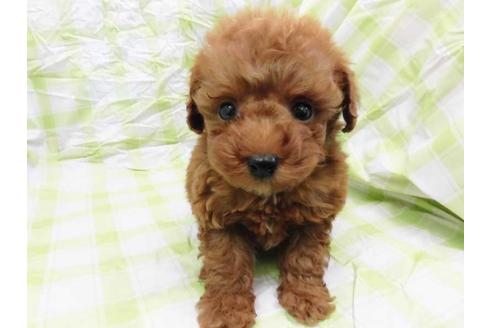 成約済の福岡県のトイプードル-43265の1枚目