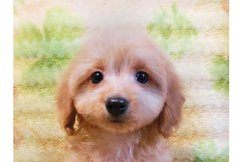 成約済の千葉県のミックス犬-43272の5枚目