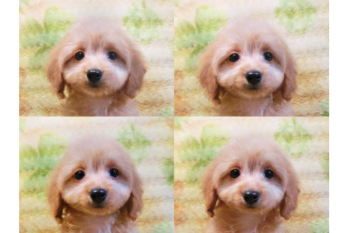 成約済の千葉県のミックス犬-43272の4枚目