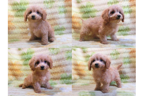 成約済の千葉県のミックス犬-43272の1枚目