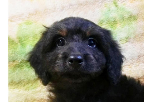 成約済の千葉県のミックス犬-43275の5枚目