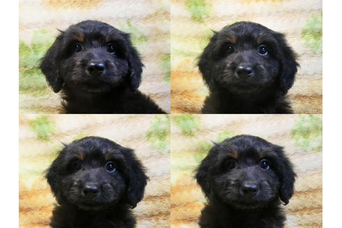 成約済の千葉県のミックス犬-43275の4枚目