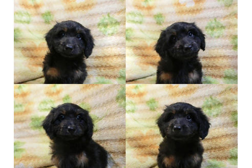 成約済の千葉県のミックス犬-43275の2枚目