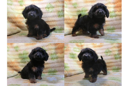 成約済の千葉県のミックス犬-43275の1枚目