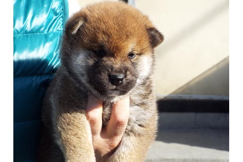 成約済の埼玉県の柴犬-43321の4枚目