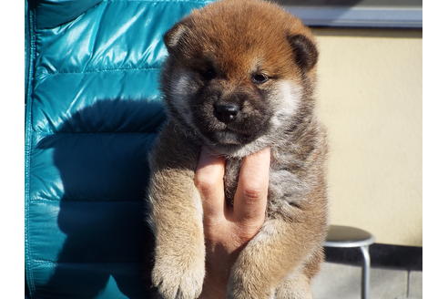 成約済の埼玉県の柴犬-43321の3枚目
