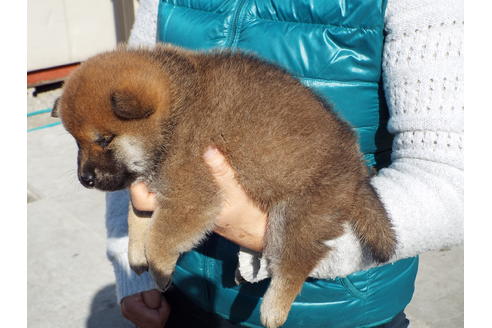 成約済の埼玉県の柴犬-43321の2枚目