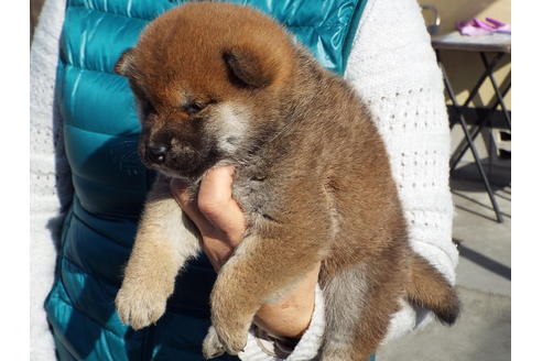 成約済の埼玉県の柴犬-43321の1枚目
