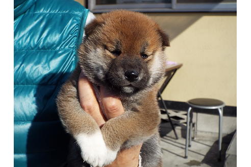 成約済の埼玉県の柴犬-43322の4枚目