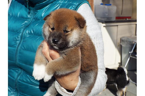 成約済の埼玉県の柴犬-43322の3枚目