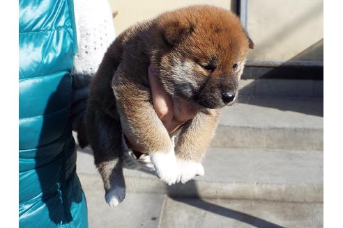 成約済の埼玉県の柴犬-43322の2枚目