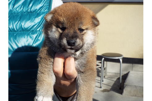 成約済の埼玉県の柴犬-43323の3枚目