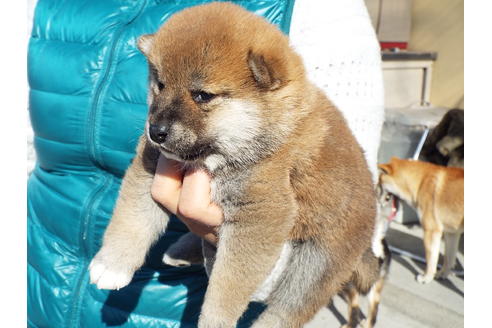 成約済の埼玉県の柴犬-43323の2枚目