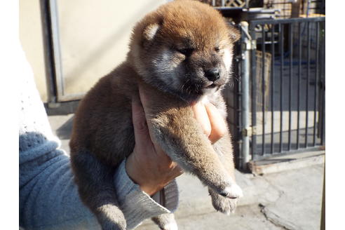 成約済の埼玉県の柴犬-43323の1枚目