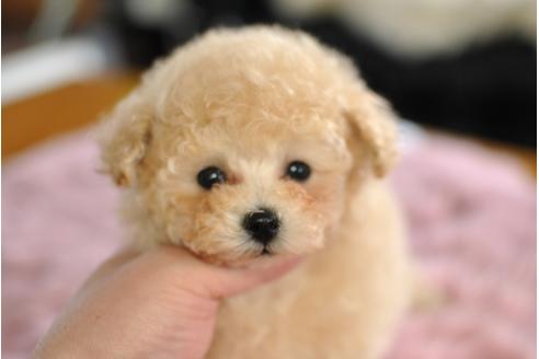 成約済の茨城県のトイプードル-42427の5枚目
